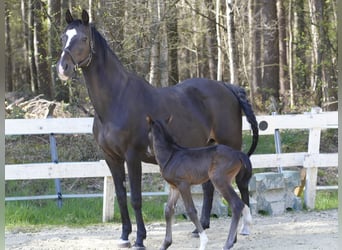 Rheinländer, Giumenta, 14 Anni, 163 cm, Baio scuro