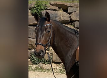 Rheinländer, Giumenta, 15 Anni, 166 cm, Baio