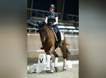 Rheinländer, Giumenta, 15 Anni, 170 cm, Baio