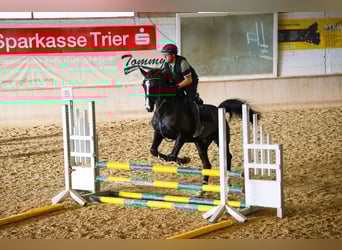 Rheinländer, Giumenta, 15 Anni, 176 cm, Baio nero