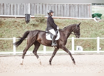 Rheinländer, Giumenta, 15 Anni, 176 cm, Baio nero