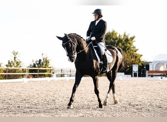 Rheinländer, Giumenta, 15 Anni, 176 cm, Baio nero