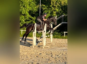 Rheinländer, Giumenta, 15 Anni, 176 cm, Baio nero