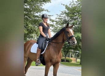 Rheinländer, Giumenta, 16 Anni, 171 cm, Baio