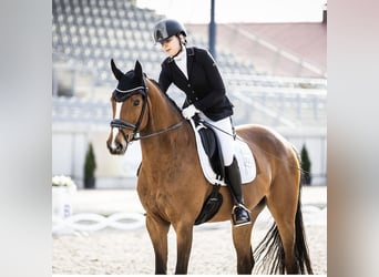 Rheinländer, Giumenta, 16 Anni, 171 cm, Baio