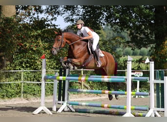 Rheinländer, Giumenta, 17 Anni, 168 cm, Baio