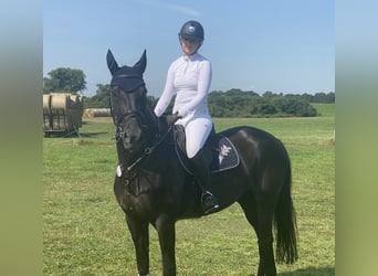 Rheinländer, Giumenta, 17 Anni, 170 cm, Baio nero