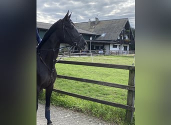 Rheinländer, Giumenta, 17 Anni, 170 cm, Baio nero