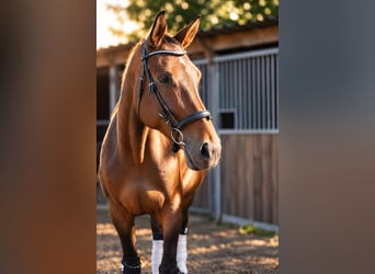 Rheinländer, Giumenta, 17 Anni, 180 cm, Baio