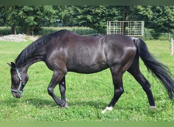 Rheinländer, Giumenta, 19 Anni, 174 cm, Baio scuro