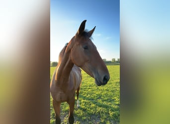 Rheinländer, Giumenta, 2 Anni, 172 cm, Baio