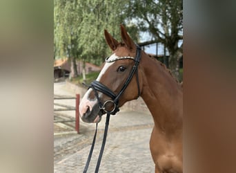 Rheinländer, Giumenta, 3 Anni, 163 cm, Sauro