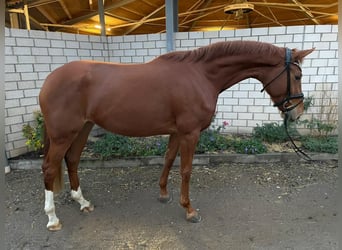 Rheinländer, Giumenta, 3 Anni, 165 cm, Sauro