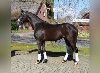 Rheinländer, Giumenta, 3 Anni, 166 cm, Morello