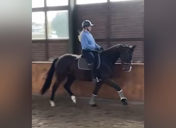 Rheinländer, Giumenta, 3 Anni, 169 cm, Baio