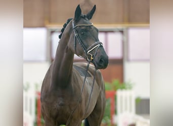 Rheinländer, Giumenta, 3 Anni, Baio nero