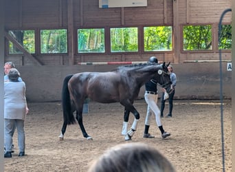 Rheinländer, Giumenta, 4 Anni, 167 cm, Baio scuro