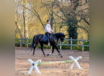 Rheinländer, Giumenta, 4 Anni, 167 cm, Baio scuro