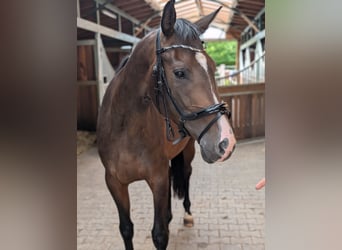 Rheinländer, Giumenta, 4 Anni, 167 cm, Baio scuro