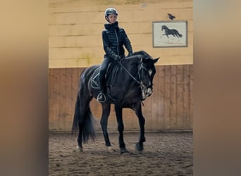 Rheinländer, Giumenta, 4 Anni, 167 cm, Baio scuro