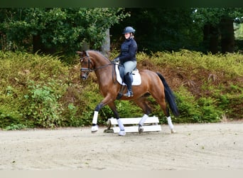 Rheinländer, Giumenta, 4 Anni, 168 cm, Baio