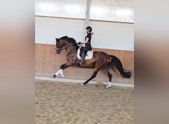 Rheinländer, Giumenta, 4 Anni, 169 cm, Baio scuro