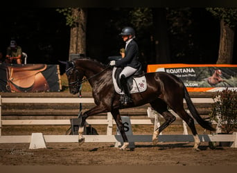 Rheinländer, Giumenta, 4 Anni, 172 cm, Baio nero