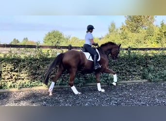 Rheinländer, Giumenta, 4 Anni, 173 cm, Sauro