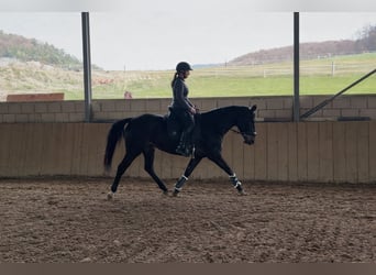 Rheinländer, Giumenta, 5 Anni, 161 cm, Baio nero