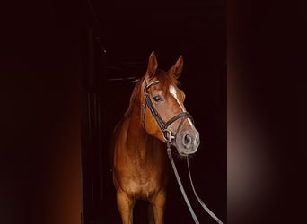 Rheinländer, Giumenta, 5 Anni, 167 cm, Sauro
