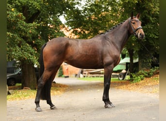 Rheinländer, Giumenta, 5 Anni, 168 cm, Baio scuro