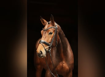Rheinländer, Giumenta, 5 Anni, 168 cm, Baio scuro
