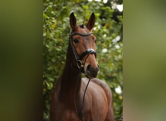Rheinländer, Giumenta, 5 Anni, 168 cm, Baio scuro