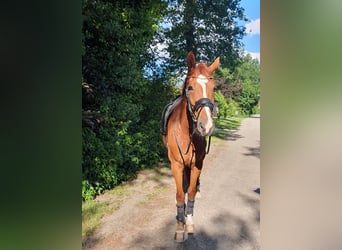 Rheinländer, Giumenta, 6 Anni, 166 cm, Sauro