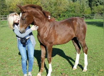 Rheinländer, Giumenta, 6 Anni, 166 cm, Sauro