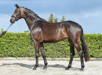 Rheinländer, Giumenta, 6 Anni, 168 cm, Baio scuro