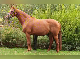 Rheinländer, Giumenta, 6 Anni, 168 cm