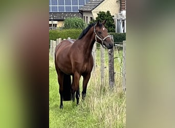 Rheinländer, Giumenta, 7 Anni, 164 cm, Baio