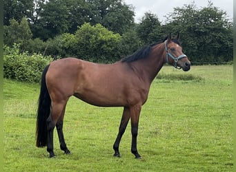 Rheinländer, Giumenta, 7 Anni, 164 cm, Baio