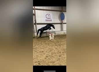 Rheinländer, Giumenta, 7 Anni, 165 cm, Morello