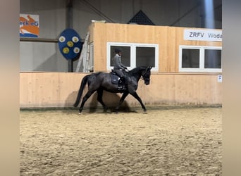 Rheinländer, Giumenta, 7 Anni, 165 cm, Morello