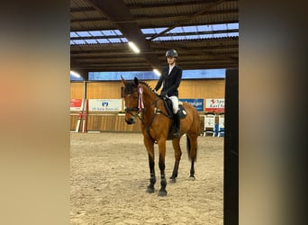 Rheinländer, Giumenta, 7 Anni, 172 cm, Baio