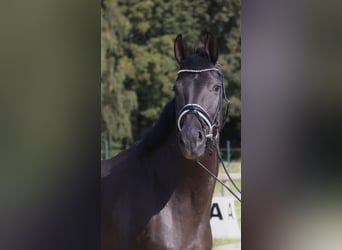Rheinländer, Giumenta, 8 Anni, 165 cm, Morello