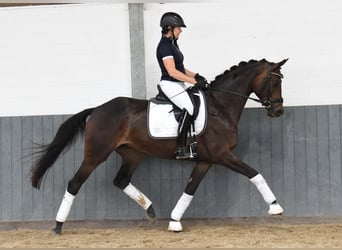 Rheinländer, Giumenta, 8 Anni, 168 cm, Baio scuro