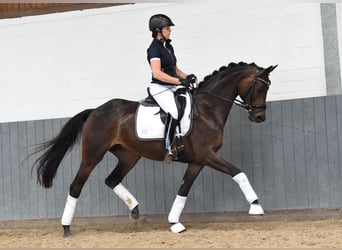 Rheinländer, Giumenta, 8 Anni, 168 cm, Baio scuro