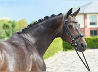 Rheinländer, Giumenta, 8 Anni, 168 cm, Baio scuro