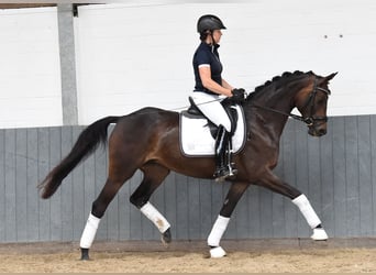 Rheinländer, Giumenta, 8 Anni, 168 cm, Baio scuro