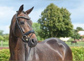 Rheinländer, Giumenta, 8 Anni, 168 cm, Baio scuro