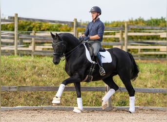 Rheinländer, Giumenta, 9 Anni, 165 cm