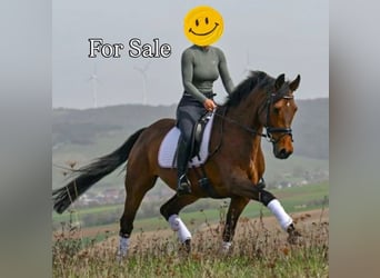 Rheinländer, Giumenta, 9 Anni, 168 cm, Baio